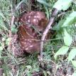 spring fawn