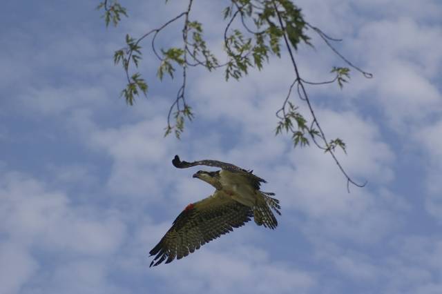 Orange in flight